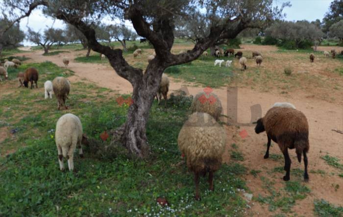 عيد_أوردِيحِي.. مَحافِظ فارغة وإرهاق نفسي .. عائلات بني خلّاد تتخلى عن شراء الأضاحي