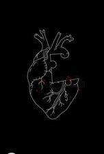 على لسان أكاسيا.. زهرة البالد الالتينية