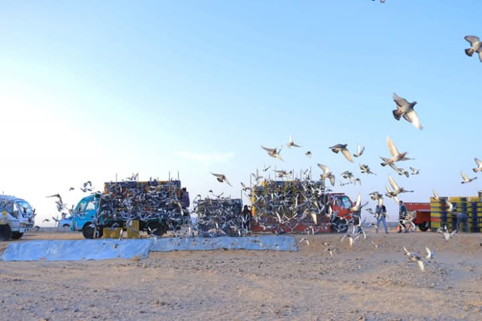 انطلاق تدريبات الحمام الزاجل بسوهاج استعدادًا لسباقات 2026