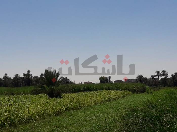 "كوم أمبو الثانوية" تبدأ في تجربة زراعة القصب بـ"الشتلات"