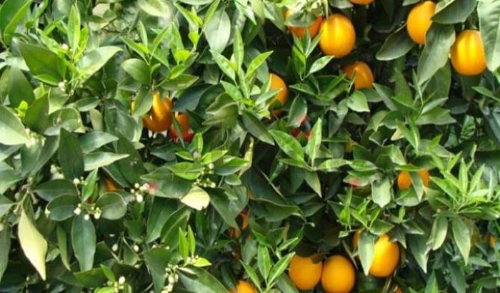 انطلاق حملة المداواة الجوية لمكافحة ذبابة القوارص