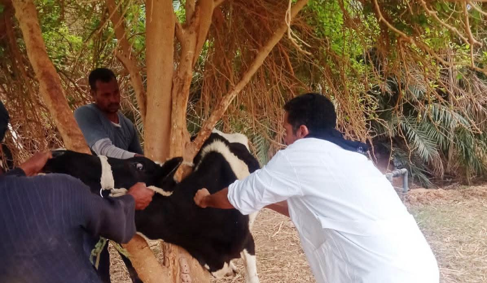 تحصين أكثر من 7 آلاف رأس ماشية في أسوان خلال يومين