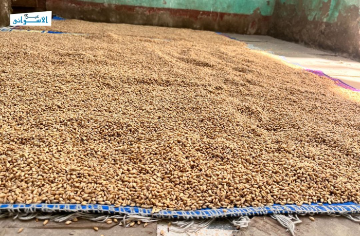 انطلاق موسم حصاد القمح بأسوان 2026 مع زيادة الإنتاجية.. مصدر يوضح