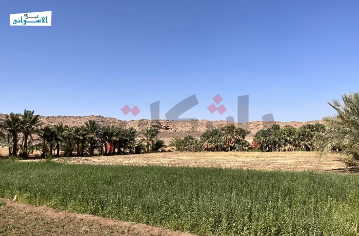 على أبواب الحصاد.. نقص السولار يثير غضب مزارعي القمح في أسوان