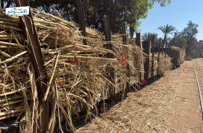 "زراعة أسوان": إنتاجية قصب السكر تجاوزت 31 طنًا للفدان
