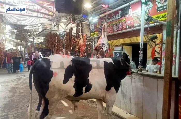 في عيد الأضحى.. أهالي دار السلام: البلدي ولو قليل خير من المستورد