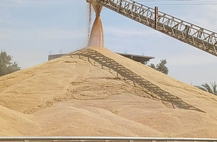 توريد 157 ألف طن قمح بأسوان.. وانتظام العمل بالصوامع والشون