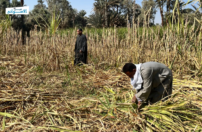 بعد تقرير "عين الأسواني".. البرلمان يقر زيادة حصص الأسمدة للمحاصيل 