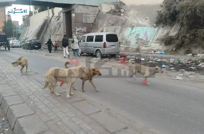 الكلاب الضالة في أسوان.. خطر يطارد المارة وتهدد بحوادث العقر