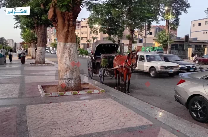 "الحناطير" في أسوان.. مهنة مهددة والحدائق العامة تدفع الثمن