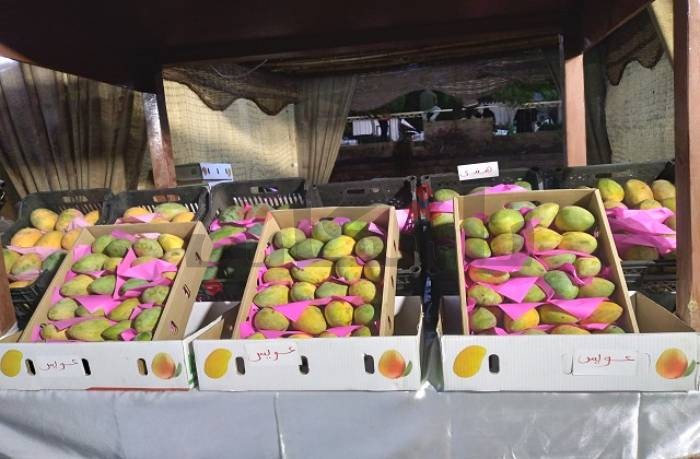 مد مهرجان المانجو بأسوان إلى الخميس