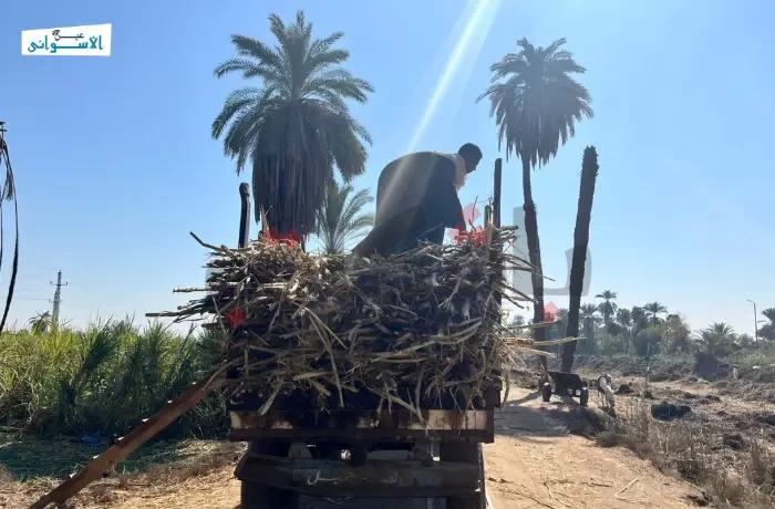 في مهب الريح.. مزارعو القصب بين نار التكاليف وتدني الربح