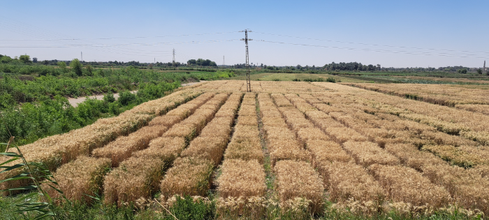 انطلاق موسم حصاد القمح في أسوان وتوقعات بزيادة التوريد