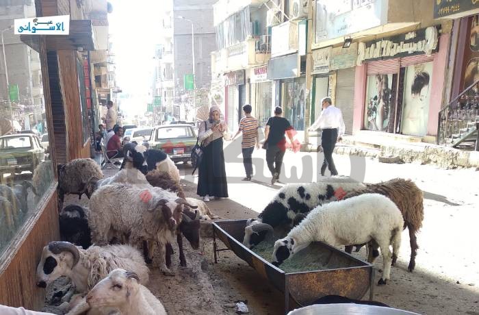 أزمة صغار مُربي الماشية.. ارتفاع في الأعلاف وعزوف عن الشراء