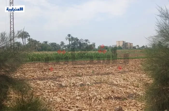 المنيا تحقق فائضًا بالأسمدة.. ومزارعون: "واجهنا صعوبات في استلامه"