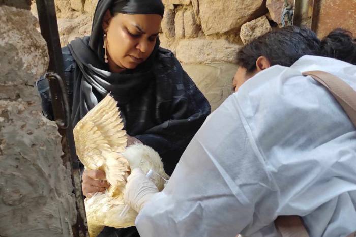 لقاءات إرشادية عن إنفلونزا الطيور مع مربيين الدواجن في أسوان