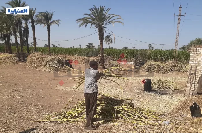 هروب اضطراري.. تدني سعر توريد القصب بالمنيا يهدد صناعة السكر