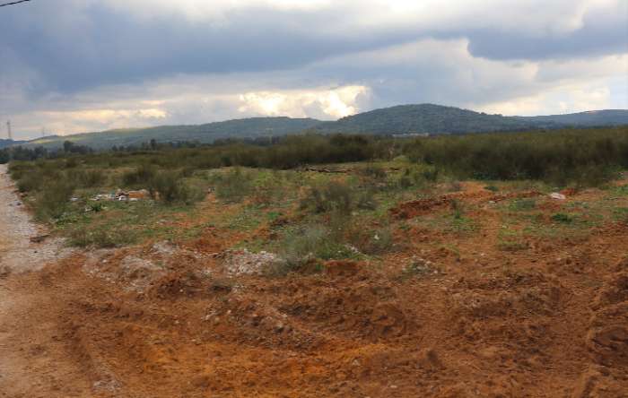 "بني خلاد" و"منزل بوزلفة" تستعدان لحصاد القمح