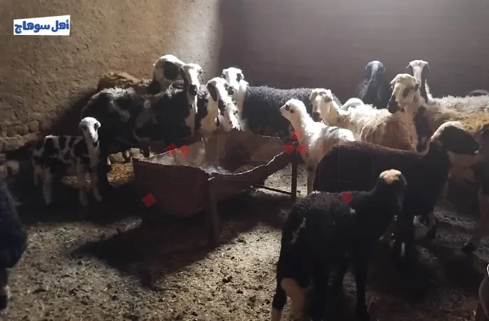 أزمة في غذاء المصريين..  ارتفاع تكاليف النخالة يهدد أسعار اللحوم