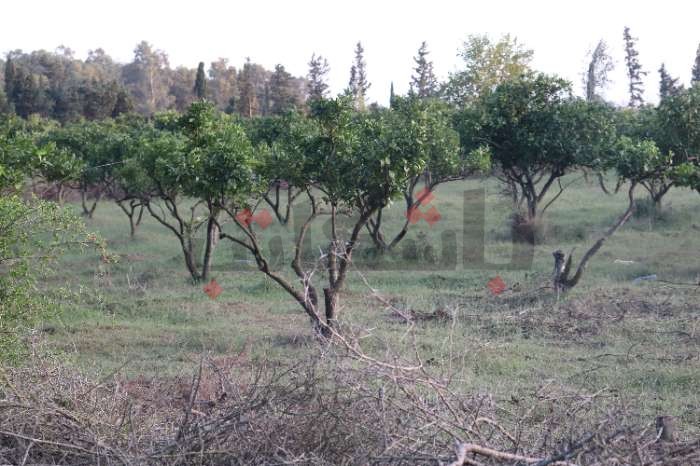 مع بداية موسم الجني.. شكاوى مزارعي القوارص من "نقص الإنتاج" مستمرة