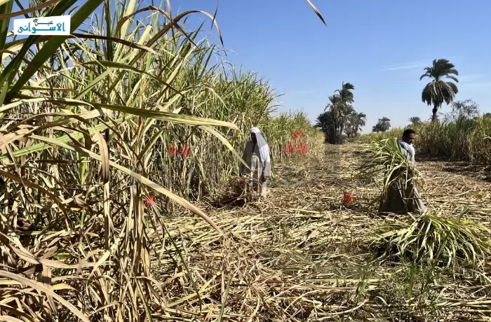 121 ألف انتهاكًا في عام.. عمال مصر بين القمع والمطالبة بالحقوق