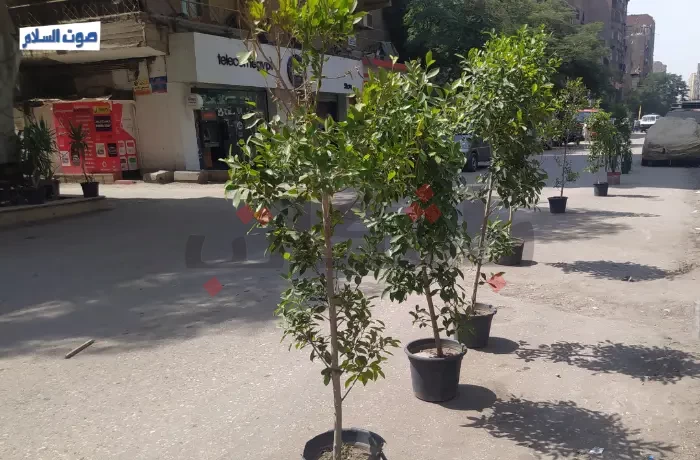في دار السلام.. أزمة البحث عن ظل "شجرة" في عز الصيف