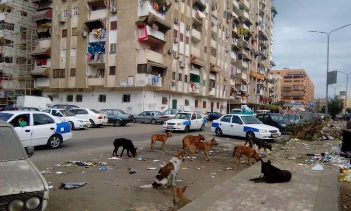عقر الكلاب الضالة ببورسعيد يثير مخاوف الأهالي: "مفيش مسؤول بيتحرك"