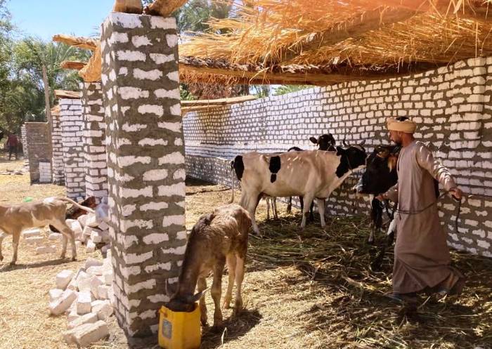 مزاد لبيع الماشية و حبس 19 متهمًا بتهمة تخريب الممتلكات بإدفو