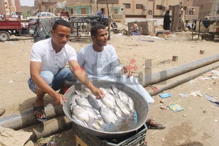 بحيرة ناصر.. موسم صيد البلطي وقشر البياض
