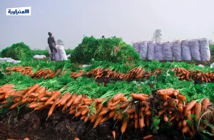 بدء حصاد الجزر في المنيا وسط تخوفات من انخفاض الأسعار