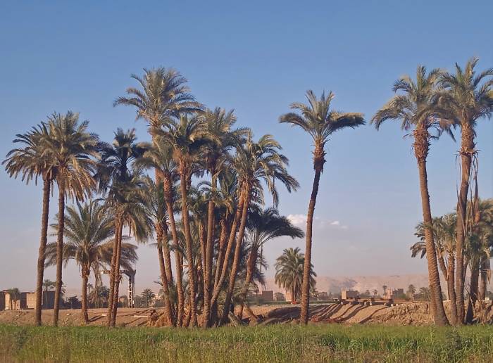 ألبوم صور - الطبيعة في قرية شندويل بسوهاج