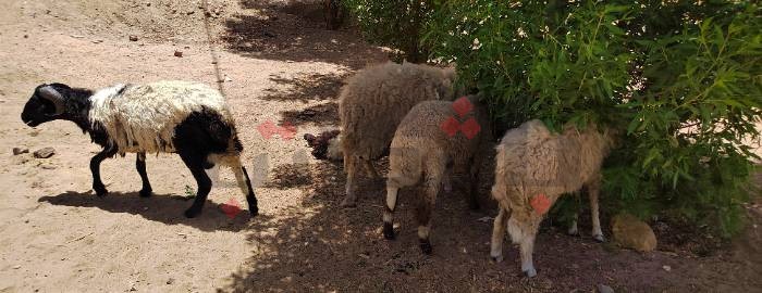 عيد_أوردِيحِي.. “مضطرون ألّا نُضحي، أسعار هذا العام لا طاقة لنا بها"