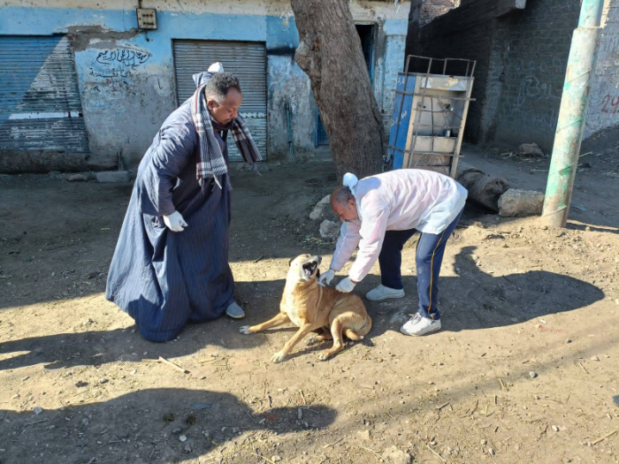 مدير الطب البيطري بسوهاج: ندرس إنشاء مأوى لكلاب الشوارع (خاص)
