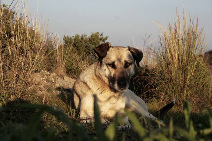 رفقًا.. إنهم يشعرون