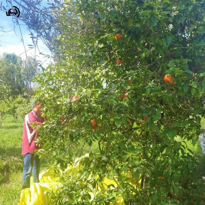 ألبوم صور - موسم جني زهر النارنج