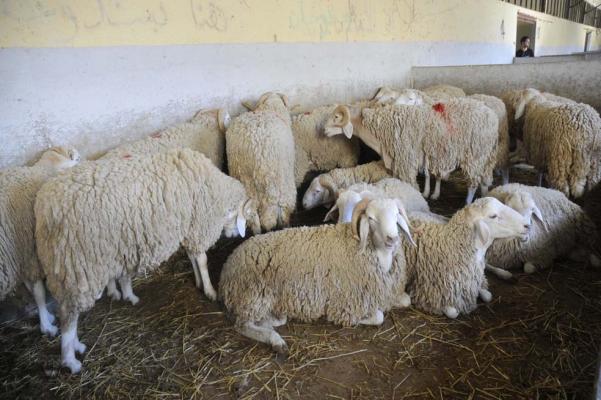 دار الإفتاء توضح شروط أضحية العيد