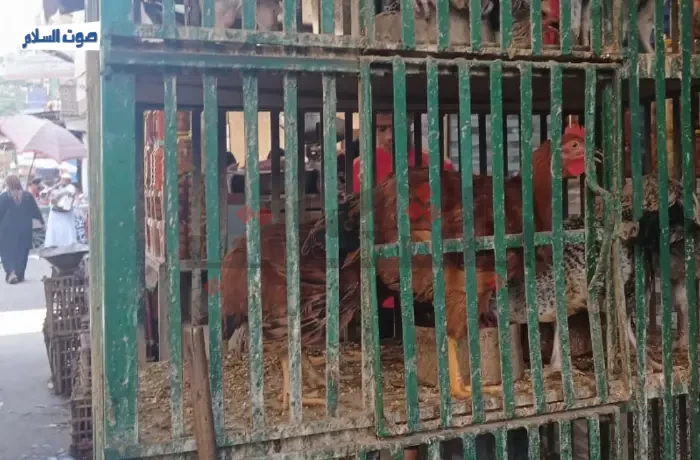 انخفاض أسعار الدواجن.. فرحة أهالي دار السلام "نشتري 5 فرخات"