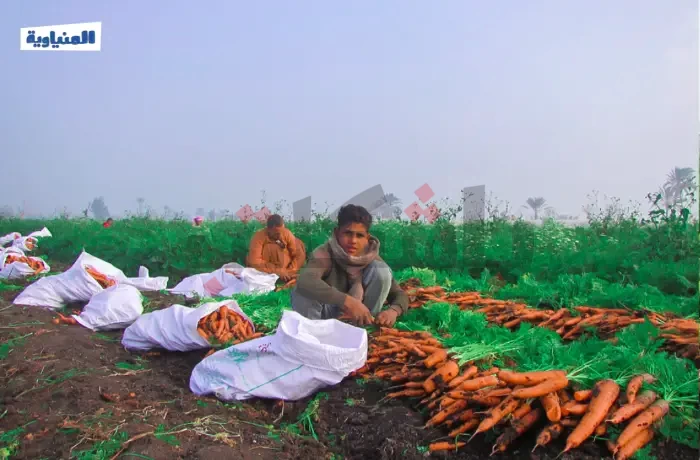 الذهب الأصفر يتلألأ.. حصاد الجزر في المنيا (قصة مصورة)