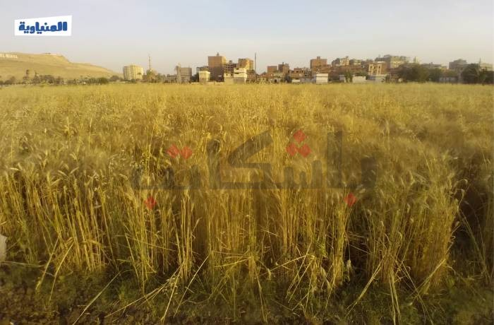 وكيل الزراعة يجري جولة تفقدية.. ومزارعو القمح: "نشعر بالقلق على المحصول"