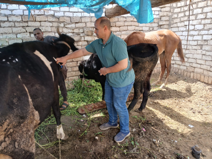 10 قرى مستهدفة.. تفاصيل الحملة الأولى ضد الحمى القلاعية بالمنيا