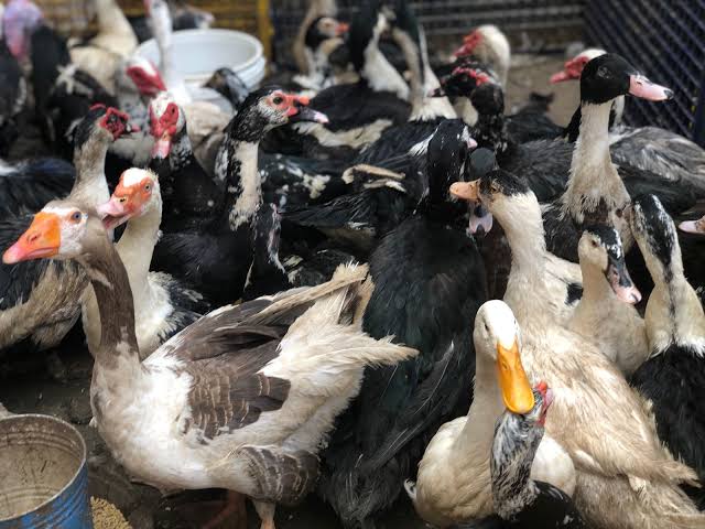 "بطة" رمضان في بورسعيد.. لمن استطاع إليه سبيلا