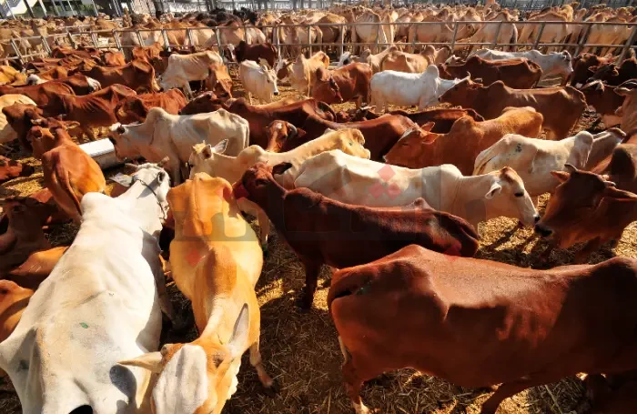 "جمعية" الأضحية..."نص العمى ولا قطع العادة"