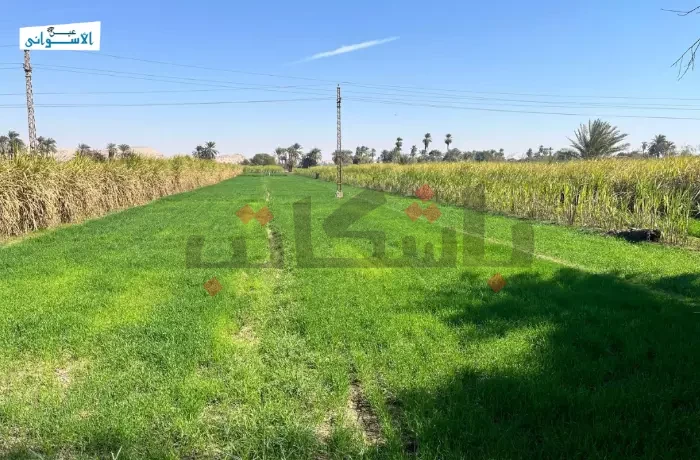 لمواجهة التغيرات المناخية.. آخر مستجدات مشروع الزراعة الذكية بأسوان