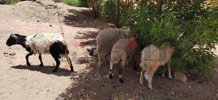 السبت.. انطلاق قوافل طبية بيطرية في قرى "حياة كريمة" بأسوان