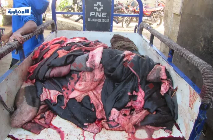 جلود الأضاحي في المنيا.. ثروات مصر المهدرة