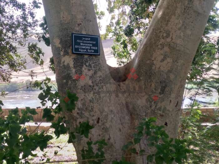 أسوان وأشجار الجميز.. ارتباط أصيل رغم الرحيل