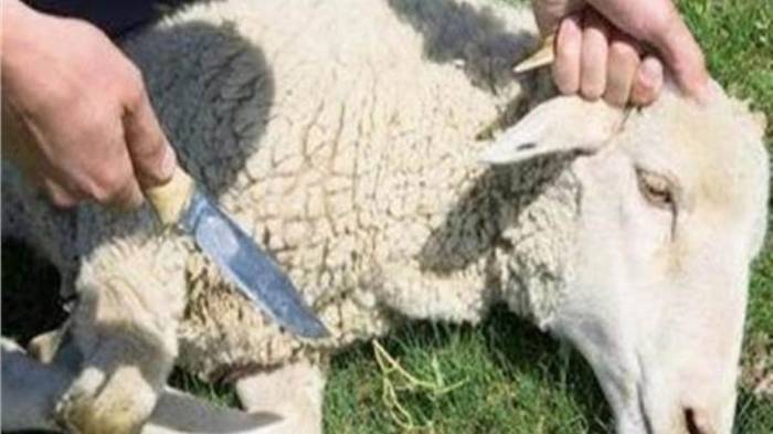 تعرف على وقت الأضحية وسنن الذبح في العيد