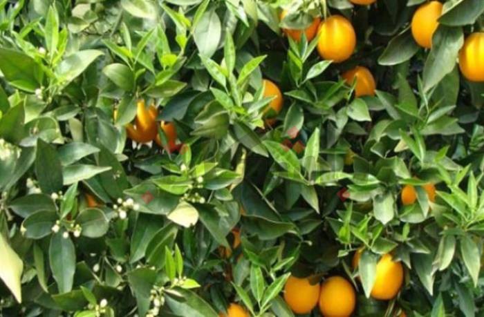 انطلاق حملة مداواة الذبابة المتوسطية في غابات القوارص