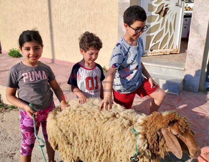 أفراد الأسرة التونسية يتعاونون في تجهيز الأضاحي