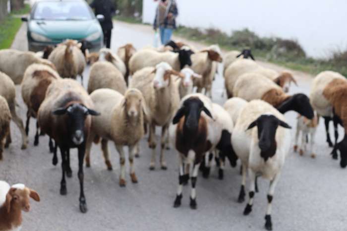 بدء توزيع لحوم مبادرة "من خيرك يضحي غيرك"